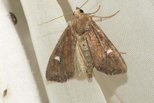 Helotropha leucostigma